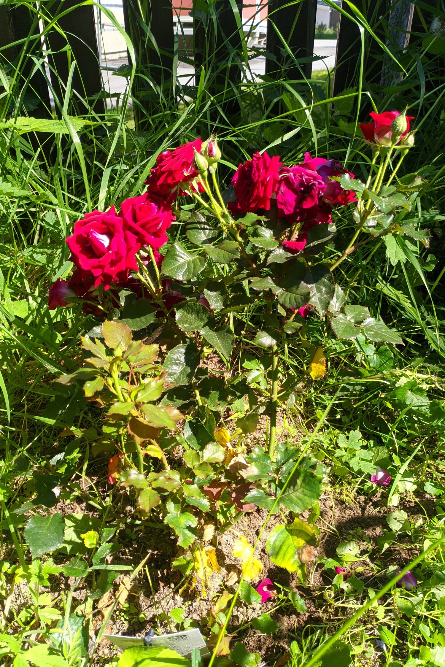 Jag begravde Surgubben under rosen som Rebecca planterade i "gerillaodlingen".