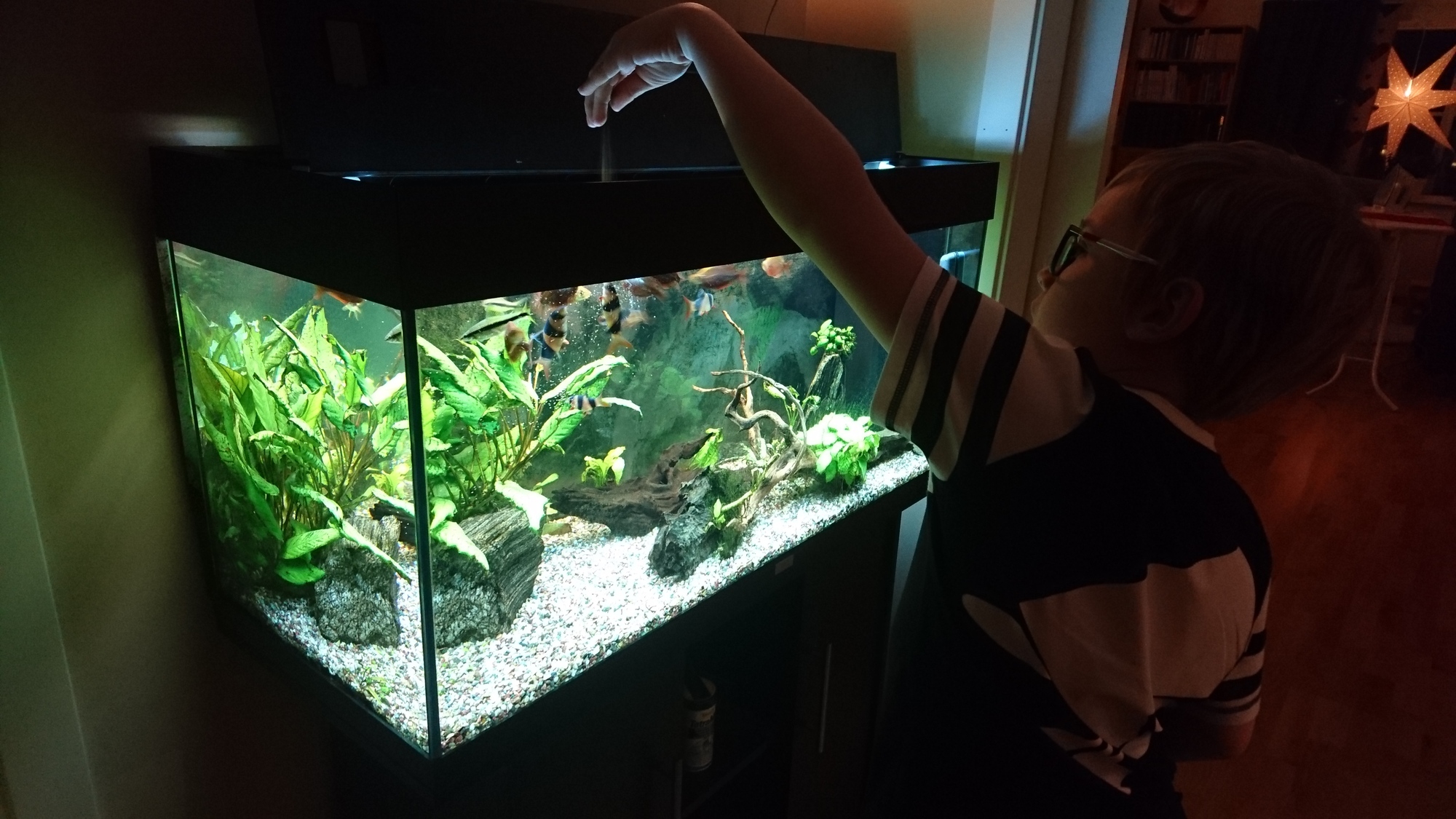 Matning av akvariefiskar. 26 november 2016.